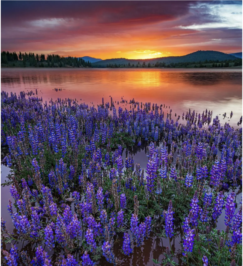 Summer lupine wildflowers and golden light over the water near Tahoe City
